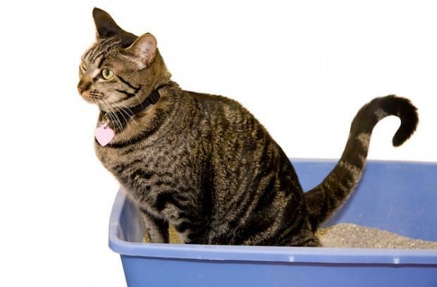 Ako vycvičiť mačky na toaletu