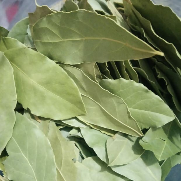 výhody bobkového listu