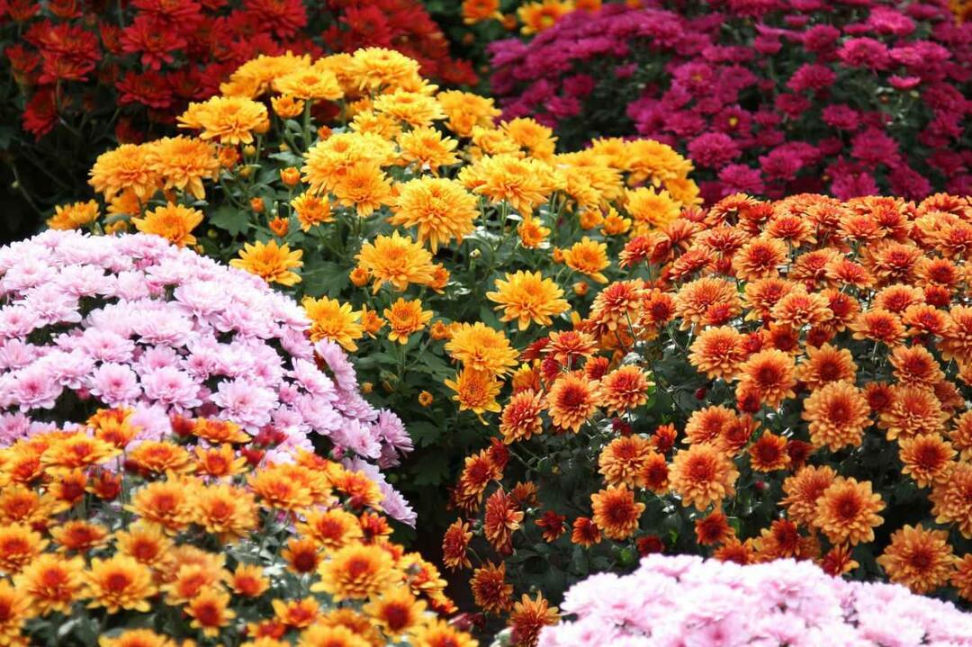 Aké sú novembrové kvety? Použitie kvetov v jesennej domácej dekorácii