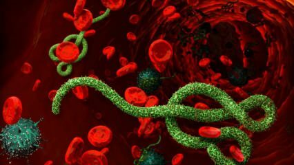 Čo je vírus Ebola? Ako sa prenáša vírus Ebola? Aké sú príznaky vírusu Ebola? 