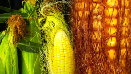 Získa varená kukurica na váhe, koľko kalórií? Rýchle chudnutie s kukuričným strapcom