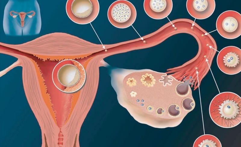 Čo je to implantácia? Ako rozlišovať medzi krvácaním a menštruačným krvácaním? Farba a konzistencia ...