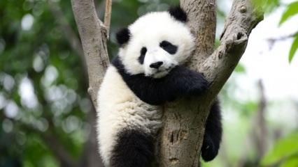 Najmenšia panda na svete sa narodila v Číne