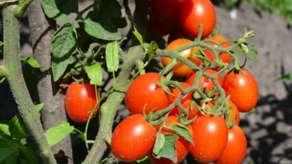 Ako pestovať paradajky v kvetináči? Najjednoduchšie pestovanie paradajok