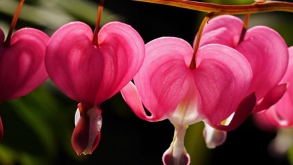 Plačúce srdce starostlivosť o kvetiny a funkcie
