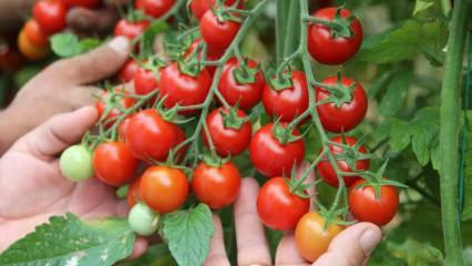 Aká je výhoda konzumácie paradajok na šurte? Aké sú výhody surových paradajok? 
