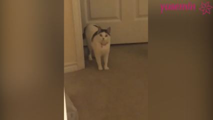 Mačka, ktorá reaguje na prichádzajúcich hostí!