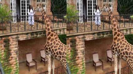 Žena kŕmiaca žirafu z balkóna rukami! 