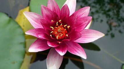Ako sa starať o lotosový kvet (lekno) doma?