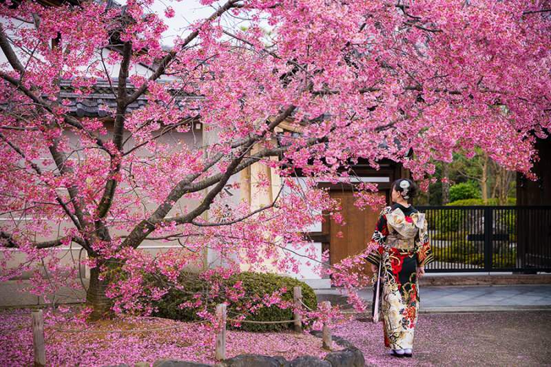 Čo znamená Sakura? Neznáme vlastnosti kvetu sakura