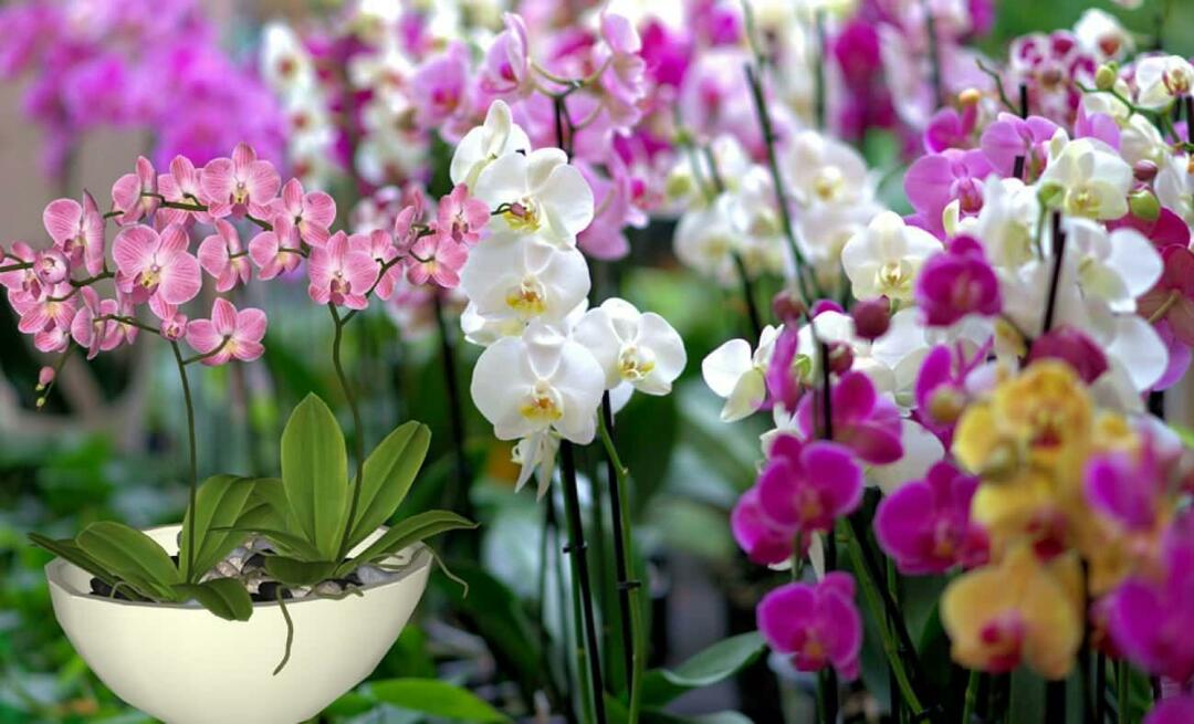 Ako sa starať o orchidey? Ako rozmnožovať kvety orchideí? 5 vecí, ktoré kvety orchideí nemajú radi