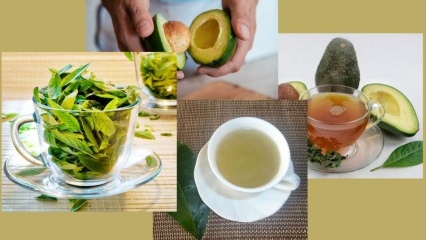 Aké výhody má čaj z listov avokáda? Ako pripraviť čaj z avokádového listu?