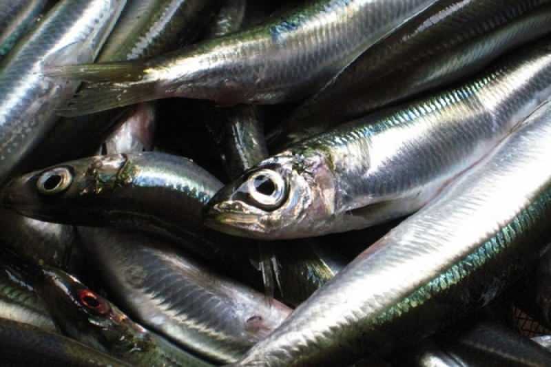 sardinka má najvyššiu hodnotu oleja spomedzi druhov rýb