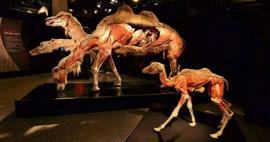 Real Animals Anatomy Exhibition prichádza do Turecka!