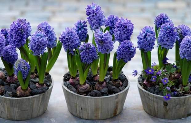 Ako reprodukovať hyacintové kvety