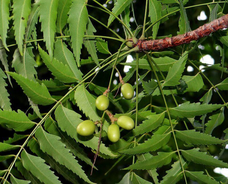 strom neem sa v alternatívnej medicíne používa od staroveku