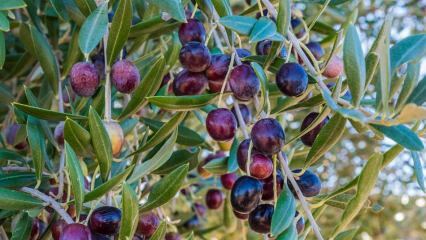 Aké sú výhody olív? Ako konzumovať olivové listy? Ak prehltnete olivové semienka ...