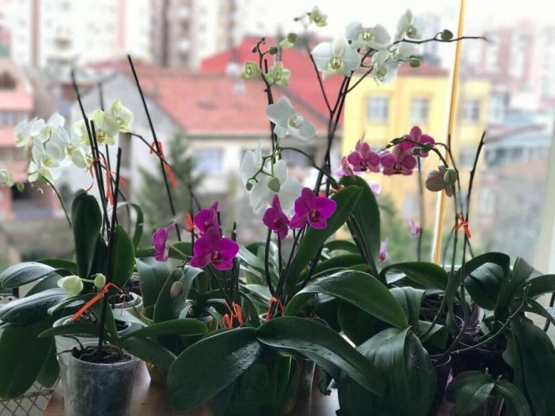 Ako sa starať o orchidey? Ako zalievať orchidea doma? Metóda oživenia orchideí