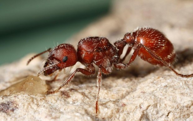 ohnivý mravec