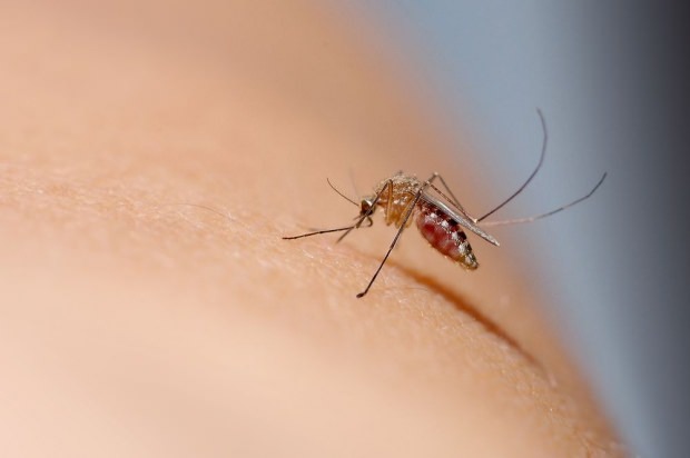 Ako prechádza uhryznutie komárom