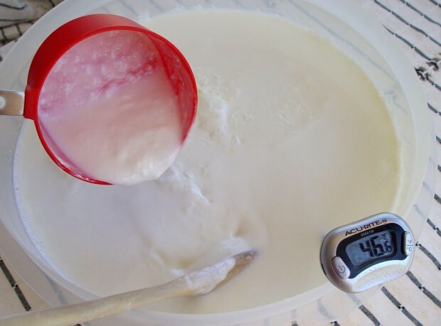 domáci jogurt
