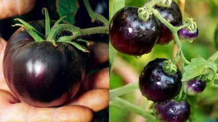 Nepriateľ proti rakovine: Čo je to čierna paradajka? Aké sú výhody čiernych paradajok?