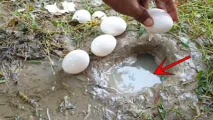 Fenomén YouTube chytil ryby rozbitím vajíčka vo vode! Tu je úžasný výsledok ...