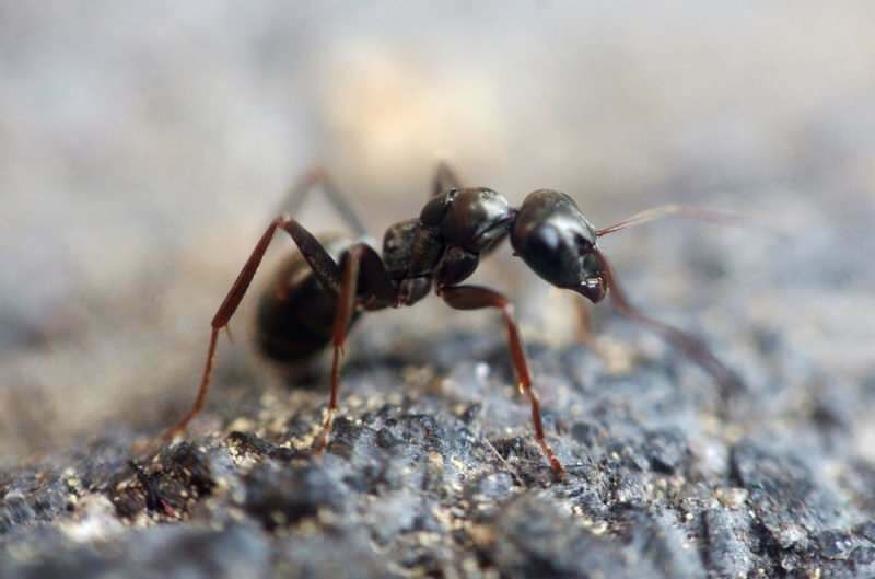Účinný spôsob odstraňovania mravcov doma! Ako môžu byť mravce zničené bez zabitia?