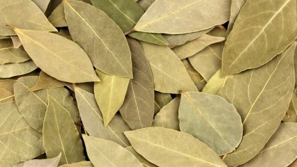 Aké sú výhody bobkového listu? Čo robí čaj z bobúľ listov? Záliv s citrónom