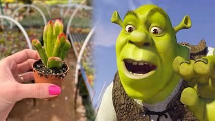 Ako pestovať klasovú rastlinu Shrek? Kvitne klas Shrek? Starostlivosť o uši Shrek