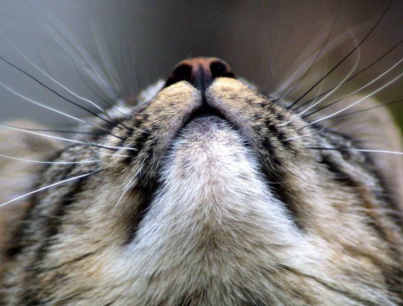 Prečo fúzy mačiek sčernejú?
