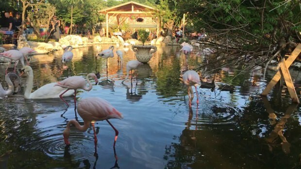 Ako sa dostať do Flamingoköy?
