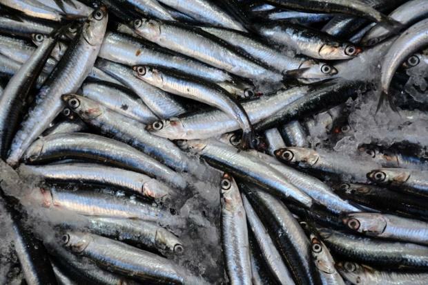 Aké sú výhody rýb bonito a na čo je dobrý? Aké ryby by sa mali konzumovať?