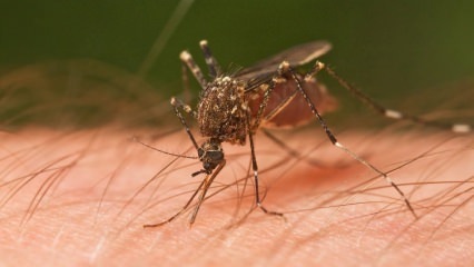 Aký druh uhryznutia hmyzom sa stane? Známky po uštipnutí hmyzom! Prirodzená metóda na uhryznutie komárom