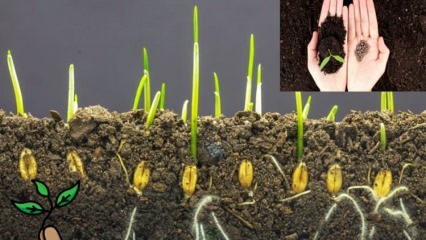 Čo je to semeno a ako dochádza k klíčeniu semena? Tipy na pestovanie semien