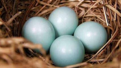 Aké sú výhody modrého zeleného vajca?