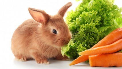  Čo králik zje a na čo sa živí? Ľahká starostlivosť o králiky doma