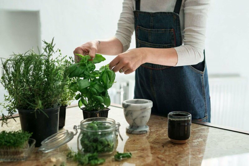Ako pestovať rastlinu doma? 5 návrhov pre tých, ktorí chcú pestovať rastliny doma vlastnými prostriedkami