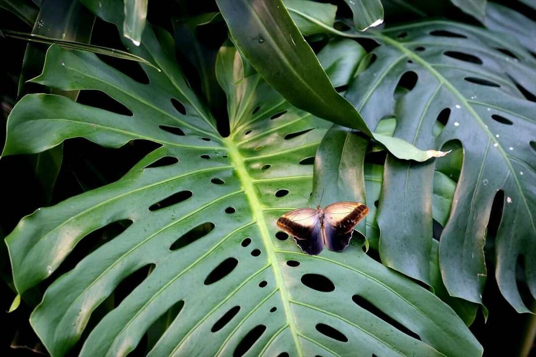 Veľký záujem o Konya Tropical Butterfly Garden: 3 milióny návštevníkov za 8 rokov