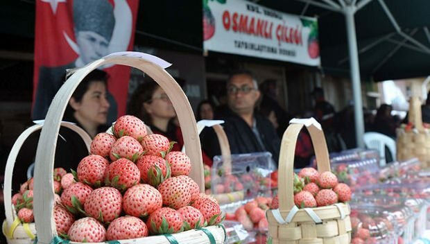 Kultúrny a umelecký festival Osmanská jahoda v Ereğli 
