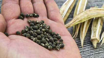 Čo je okra semeno, ako používať okra semeno na chudnutie?