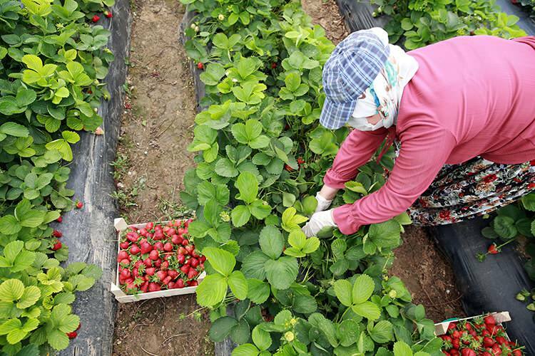 „Pracovný boj“ pracovníčok v jahodových skleníkoch