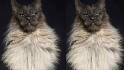 Charizma Maine Coon, jedného z najväčších plemien mačiek!