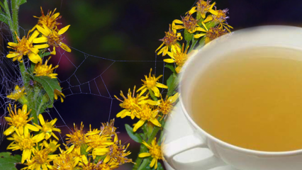 Aké sú výhody byliny Altinbasak? Čo robí bylinkový čaj Altinbasak?