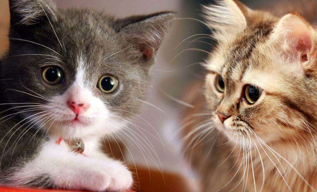 Čo robia fúzy mačiek? Majú mačky upravené fúzy?