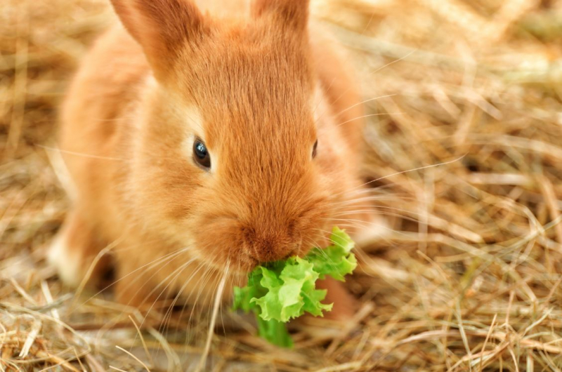 Čo králik zje? Potraviny, ktoré králik miluje