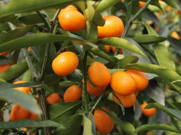 kumquat sa pestuje aj v kvetináčoch