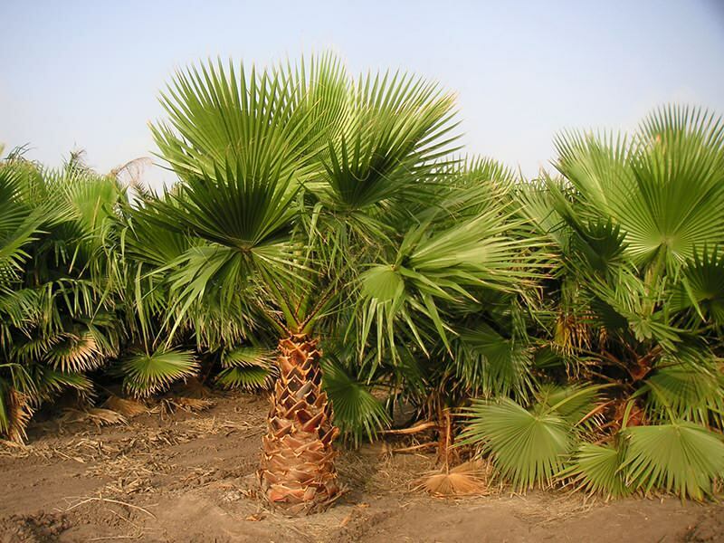 Čo je to palma? Funkcie palmy