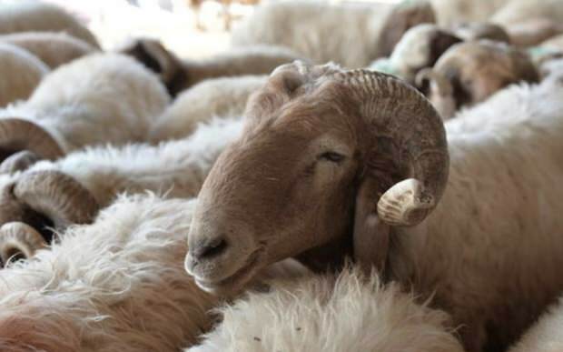Čo by sa malo zohľadniť pri nákupe obetných oviec?