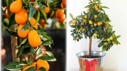 Ako pestovať kumquat v kvetináči? Starostlivosť o Kumquat doma